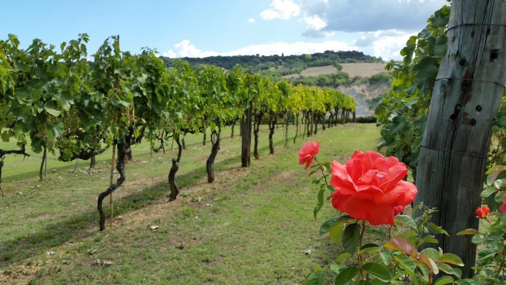 I Sicomori - Seme Di Carota - Glamping E Appartamenti Con Piscina A Saturnia Buitenkant foto